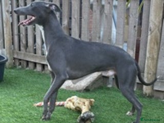 Whippet dogs 👑LEWI 👑 in Newport - Advert 2