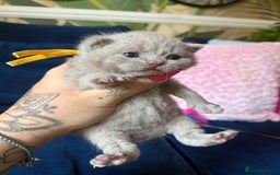 British Shorthair cats for sale: British Shorthair Champion Line kittens 🏆🥇😻 - Image 22