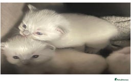 Ragdoll cats for sale: Beautiful Ragdoll Kittens For Sale  - Image 4