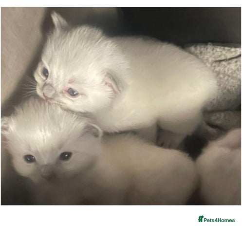 Ragdoll cats - Advert 3