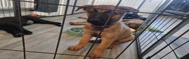 German Shepherd Puppy 7