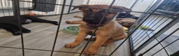 German Shepherd dogs for sale: READY NOW 🐶 GERMAN SHEPHERD PUPPIES  - Advert 20