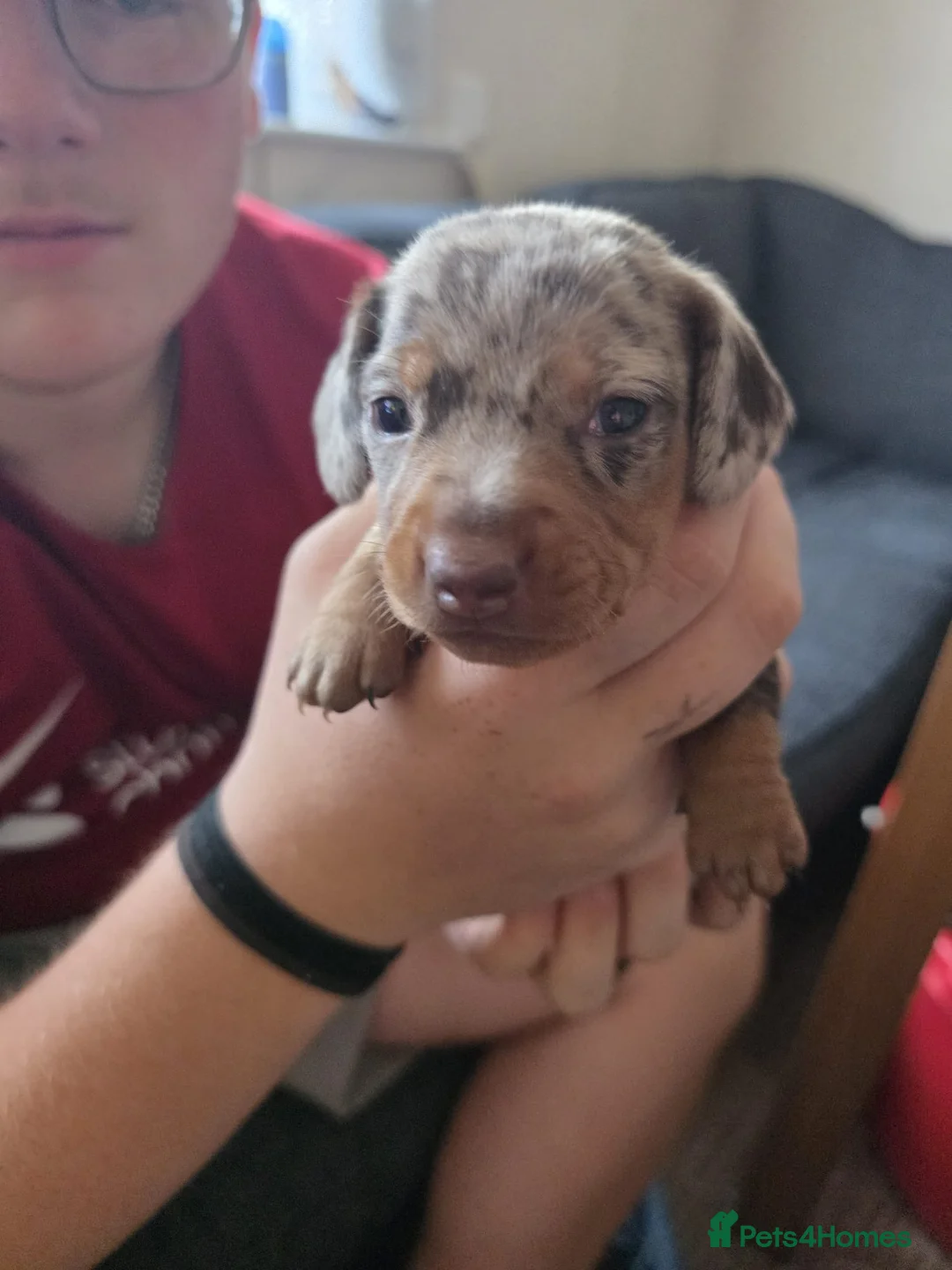 Miniature Dachshund dogs for sale: Miniature daschund - Advert 2