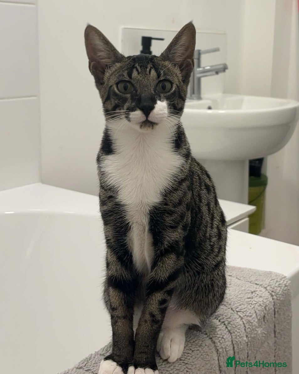 Savannah cats F4 Savannah x British Shorthair Kittens Available - Advert 1