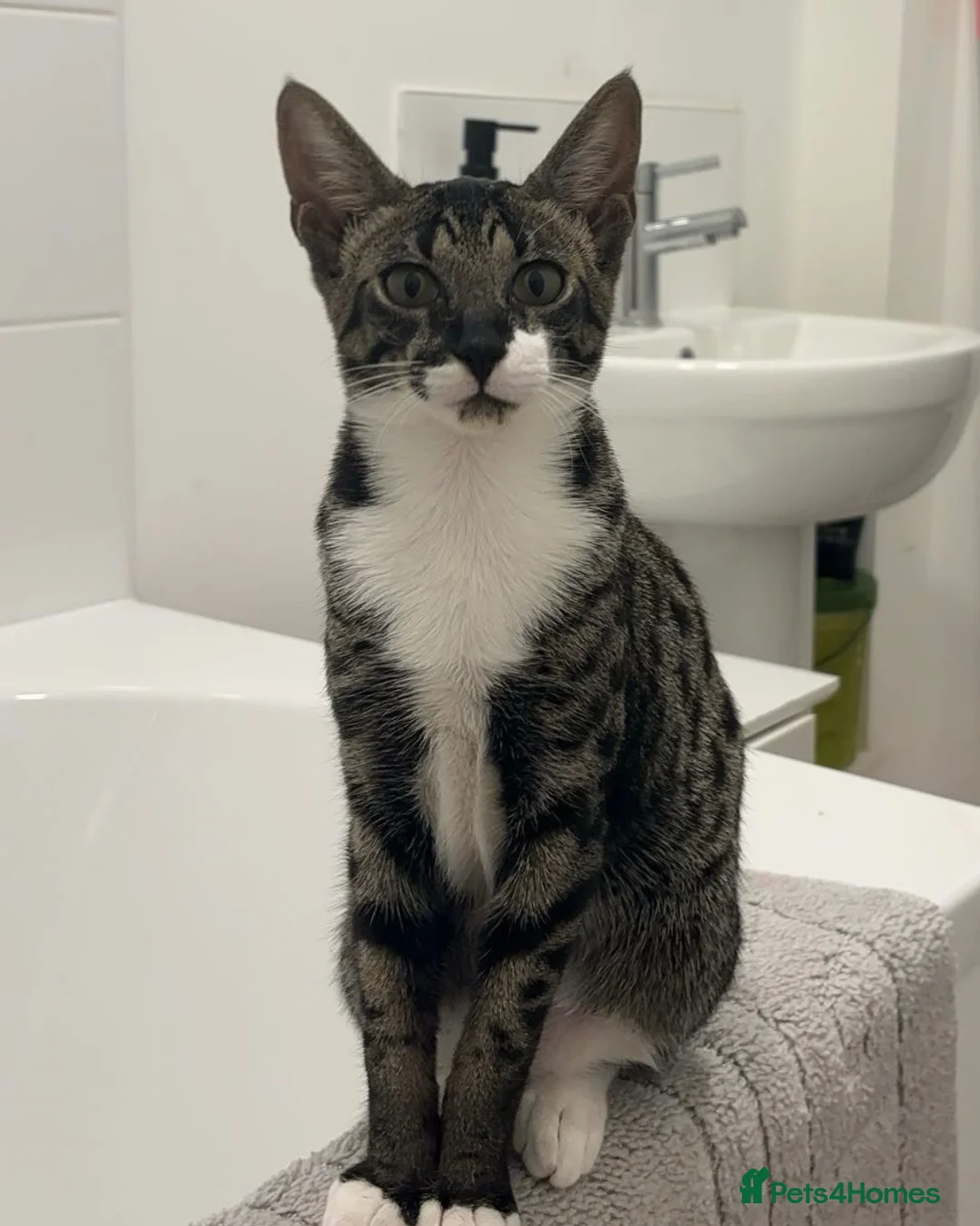 Savannah cats for sale: F4 Savannah x British Shorthair Kittens Available in Northampton - Advert 1