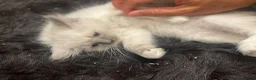 Ragdoll cats for sale: Ragdoll kittens GCCF - Advert 5