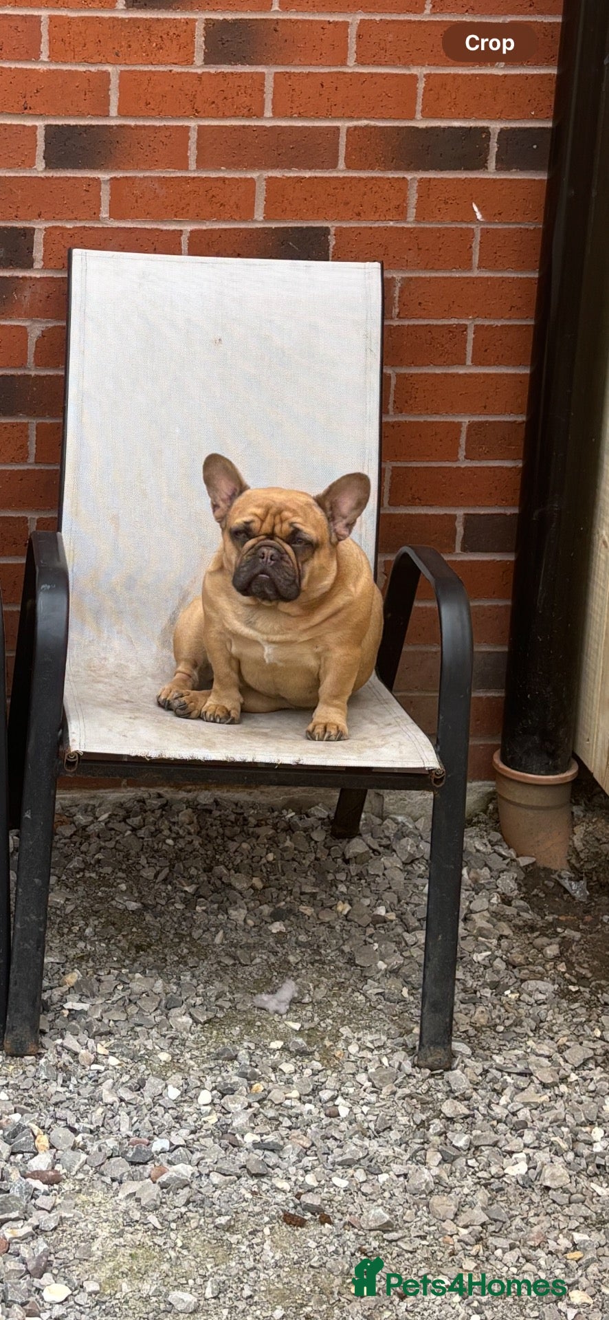 French Bulldog dogs Female French bulldog 5 years old - Advert 1