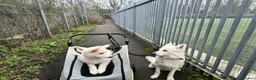 White Swiss Shepherd dogs for sale: Beautiful white Swiss shepherd  - Advert 6