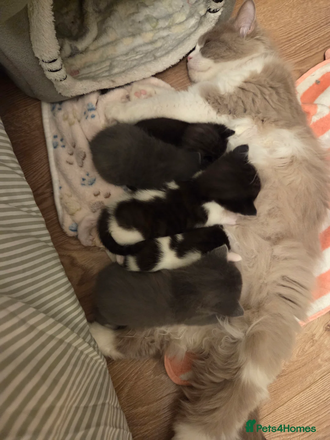 Mixed Breed cats for sale: Ragdoll x Scottish straight [price varies] 😸 ♥️  - Advert 2
