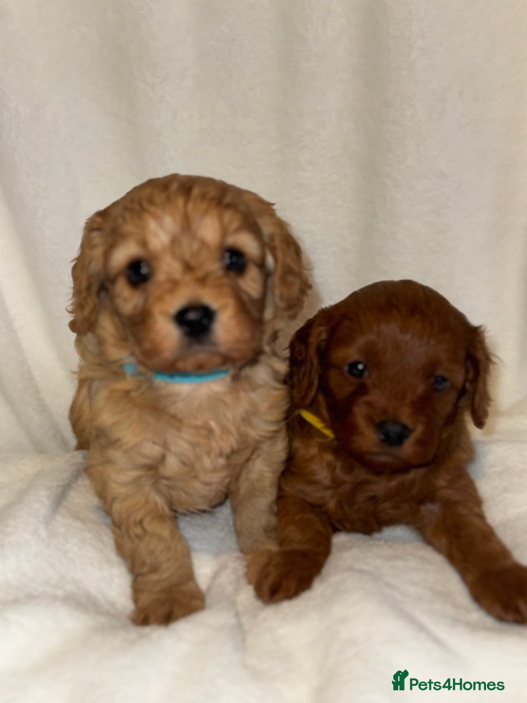 Cavapoo dogs for sale: 4 Gorgeous f1 Cavapoo’s. Parents health tested - Advert 12