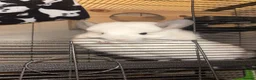 Chinchilla rodents for sale: Two RPA female Chinchillas - Advert 5