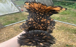 Chickens poultry for sale: Poland Bantams Available  in High Wycombe - Image 3