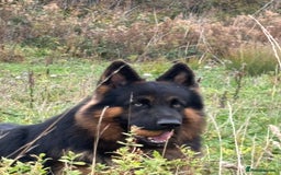 German Shepherd dogs for stud: Herman Kennel Club registered GSD-stud in Doncaster - Image 24