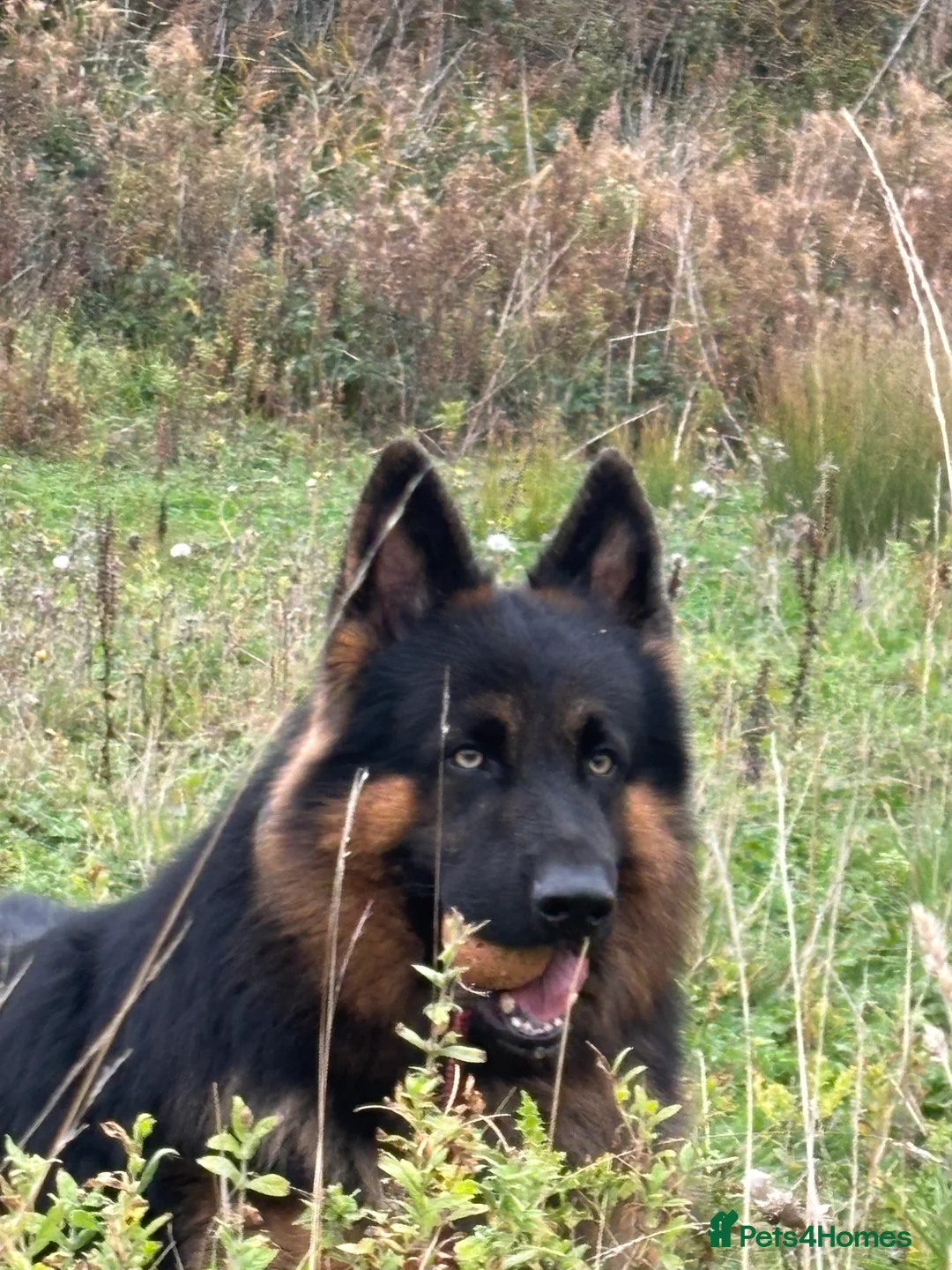 German Shepherd dogs for stud: Herman Kennel Club registered GSD-stud in Doncaster - Advert 24