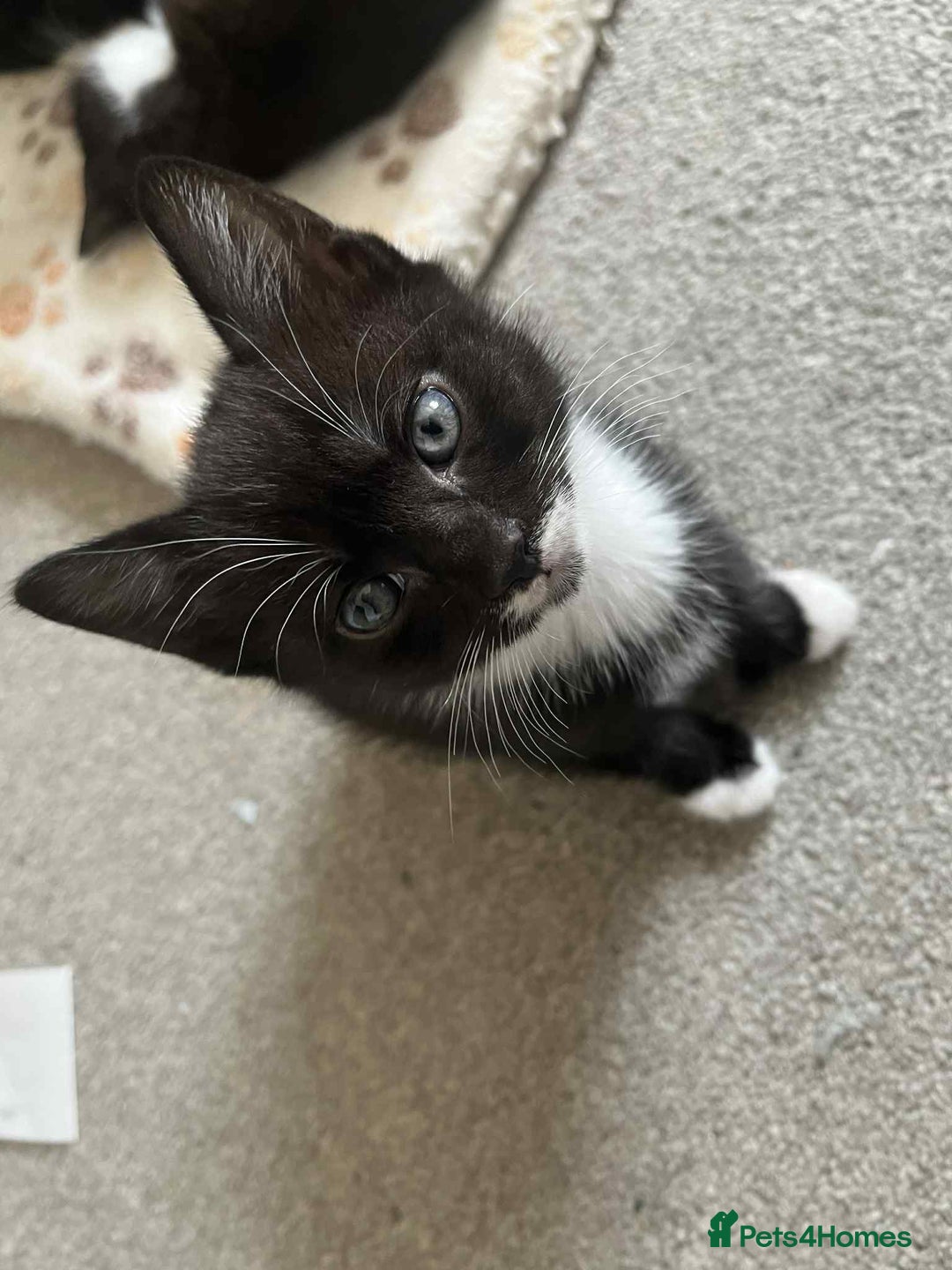 Domestic Shorthair cats for sale: 4 beautiful kittens  - Image 9