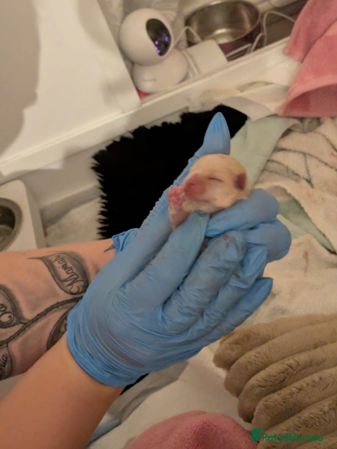 Pomeranian dogs for sale: Beautiful pure Pomeranians tiny babys - Advert 3