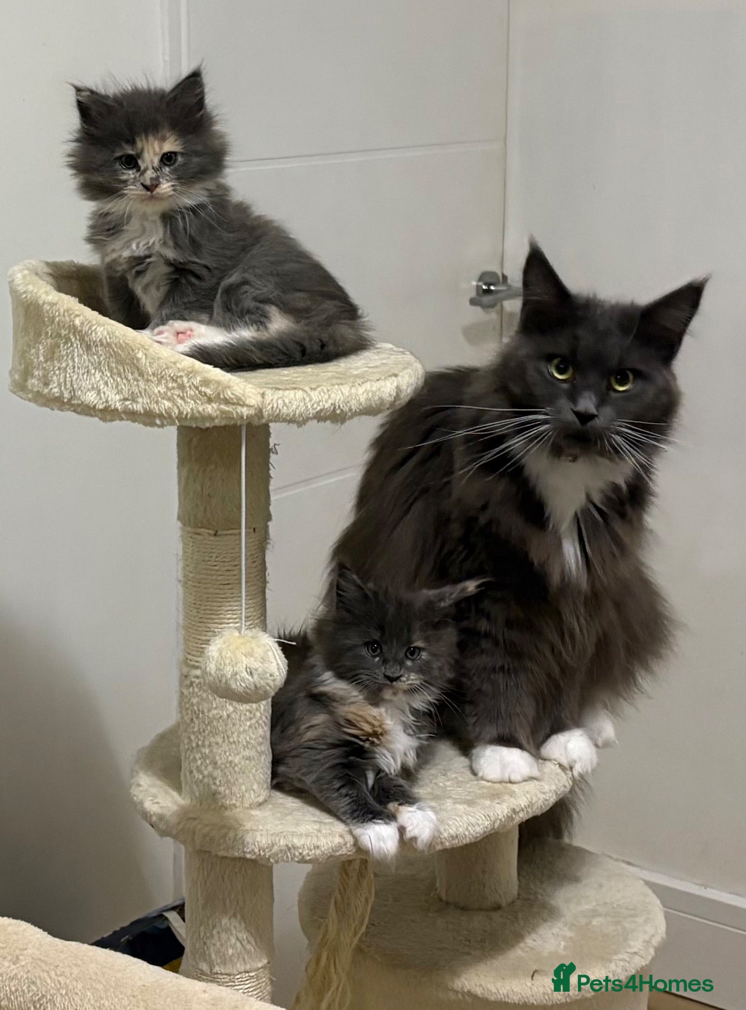 Maine Coon cats Beautiful full Maine Coon kittens  - Advert 1
