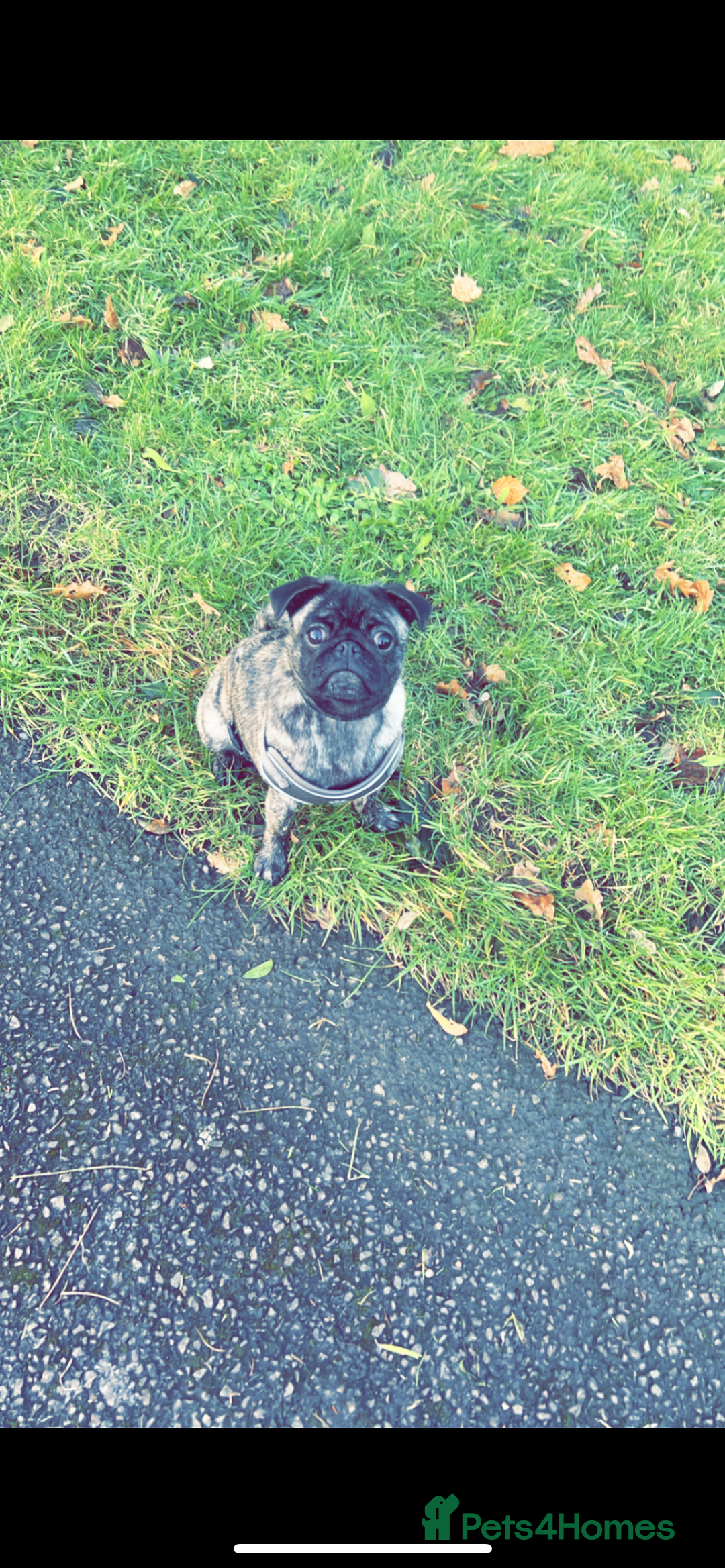 Pug dogs for sale: Sweet young female pug  - Image 2