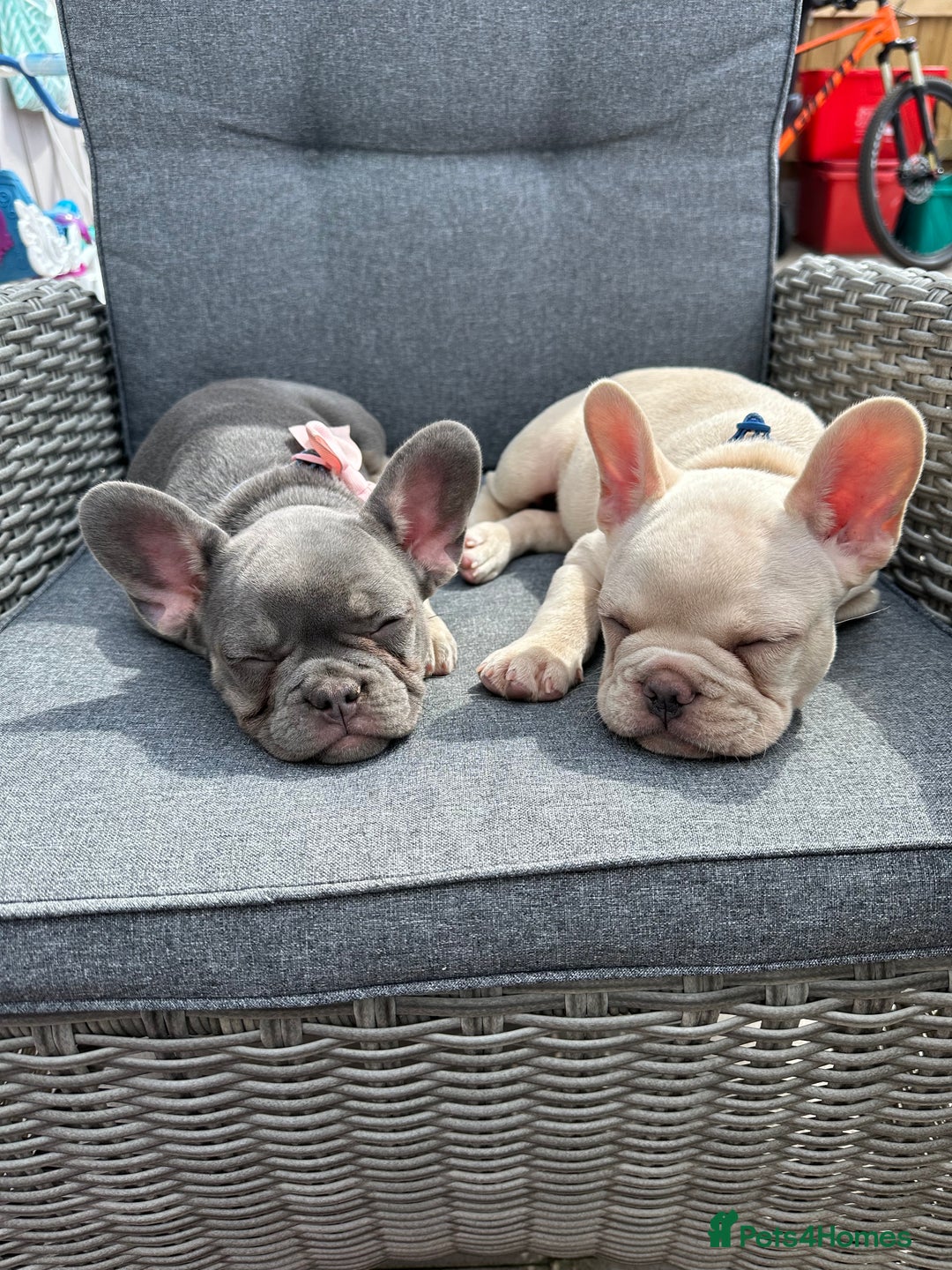 French Bulldog dogs for sale: Gorgeous 7Month Old Brother & Sister Frenchies - Image 11