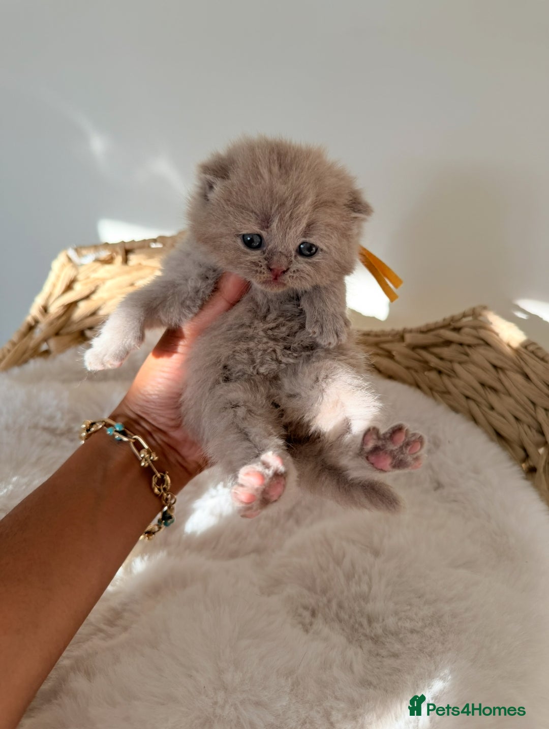 British Shorthair cats for sale: 7 British Shorthair Kittens TICA®️ – Import Lines - Advert 40