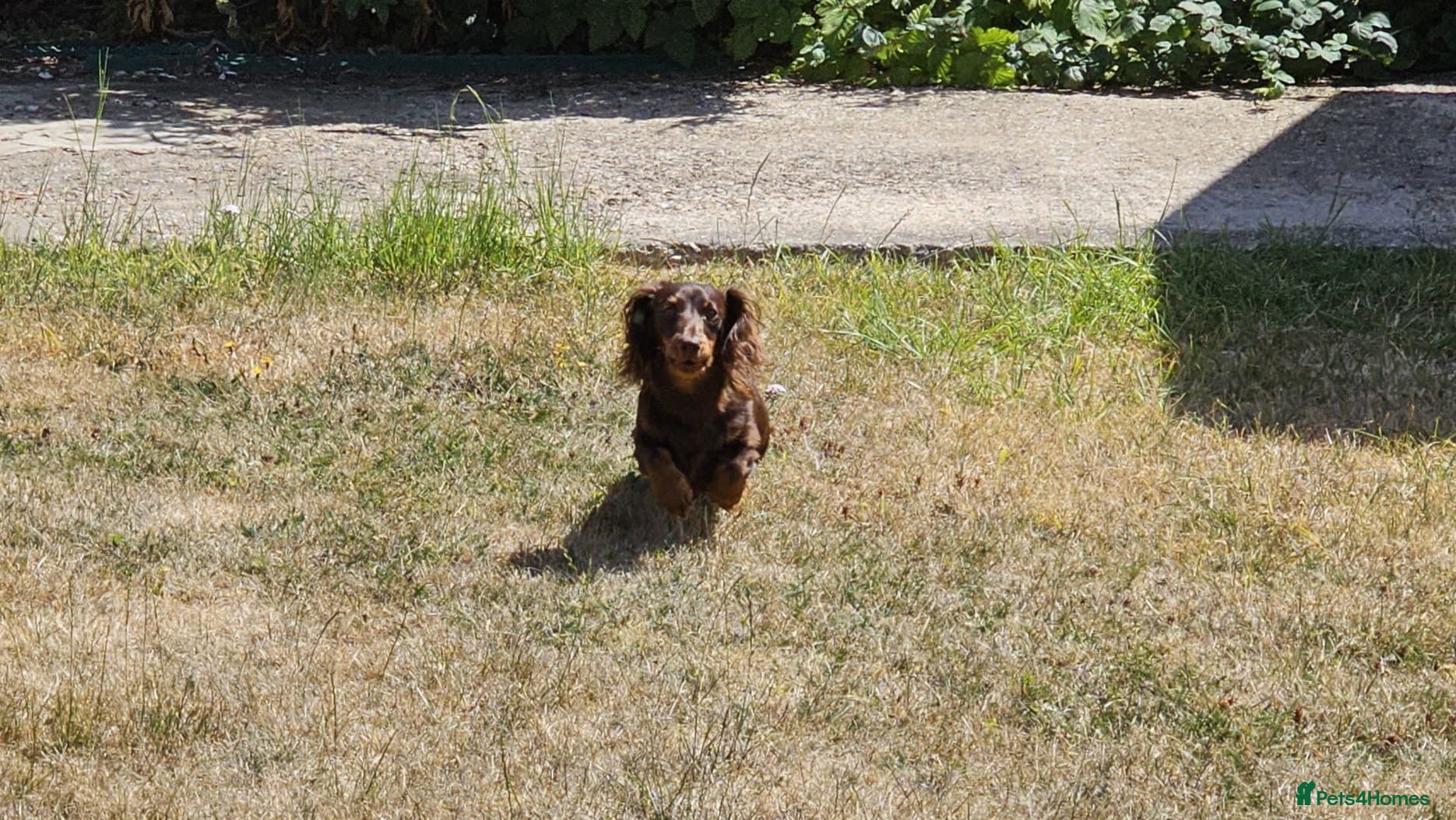 Miniature Dachshund dogs KC REGISTERED BOY AVAILABLE PET HOME ONLY - Advert 14