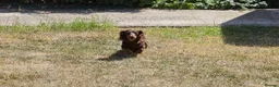 Miniature Dachshund dogs for sale: KC REGISTERED BOY AVAILABLE PET HOME ONLY - Advert 1