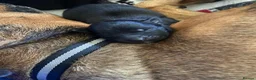 Mixed Breed dogs for sale: Mixed breed puppy’s  - Advert 10