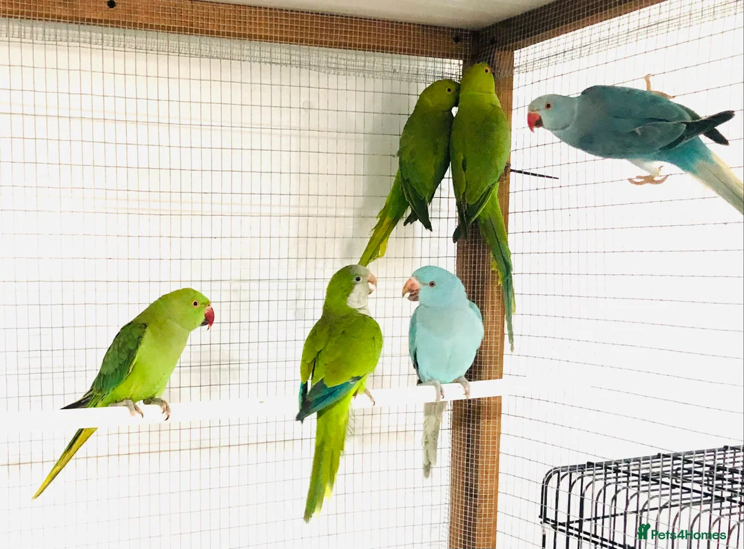 Ringnecks birds for sale: Beautiful coloured ringneck parrots for sale. - Advert 1