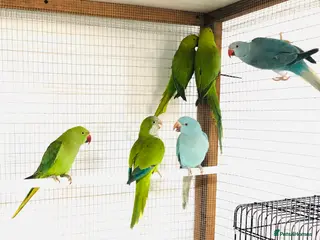 Ringnecks birds Beautiful coloured ringneck parrots for sale. - Advert 14
