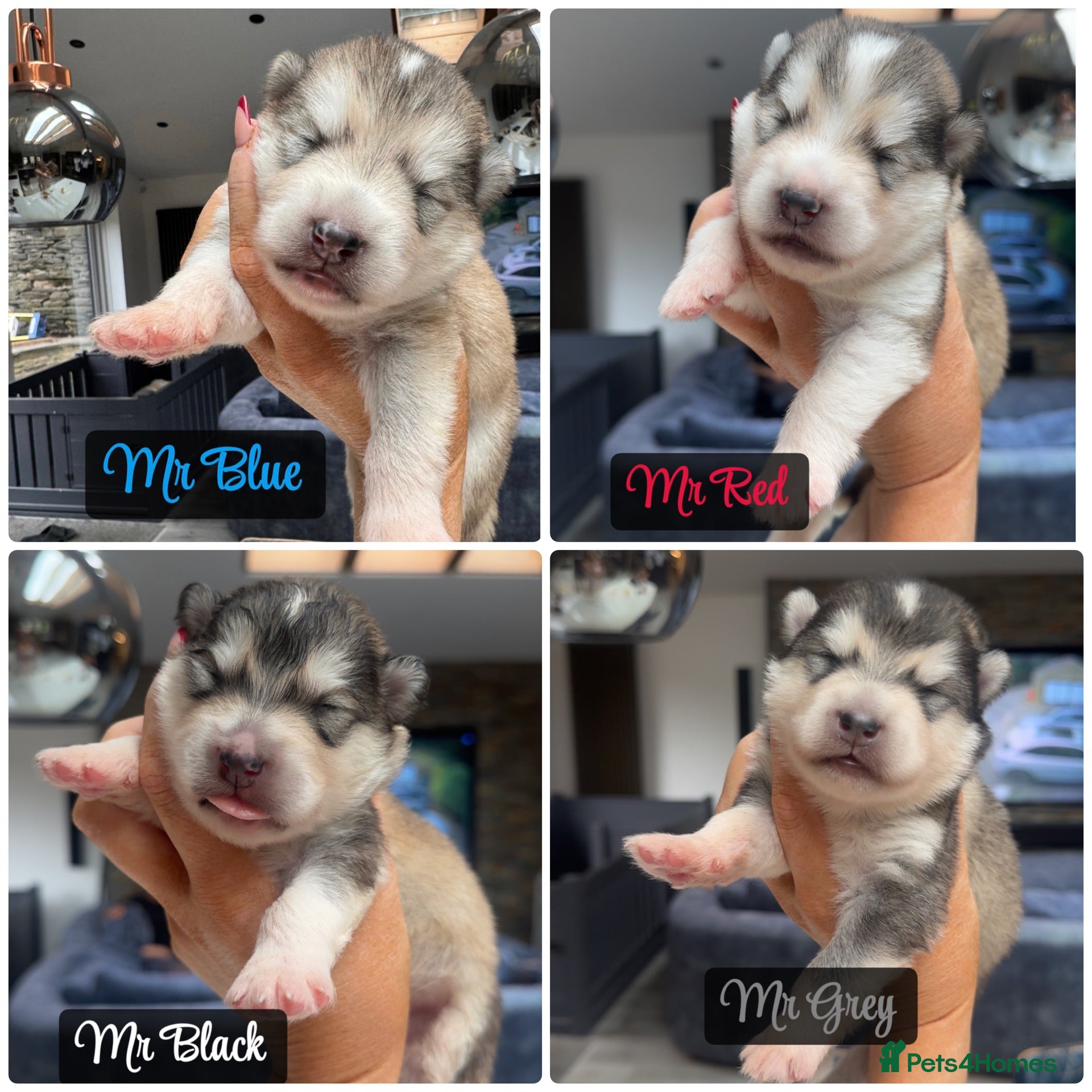 Alaskan Malamute dogs Outstanding KC Reg Alaskan Malamute Puppies  - Advert 1