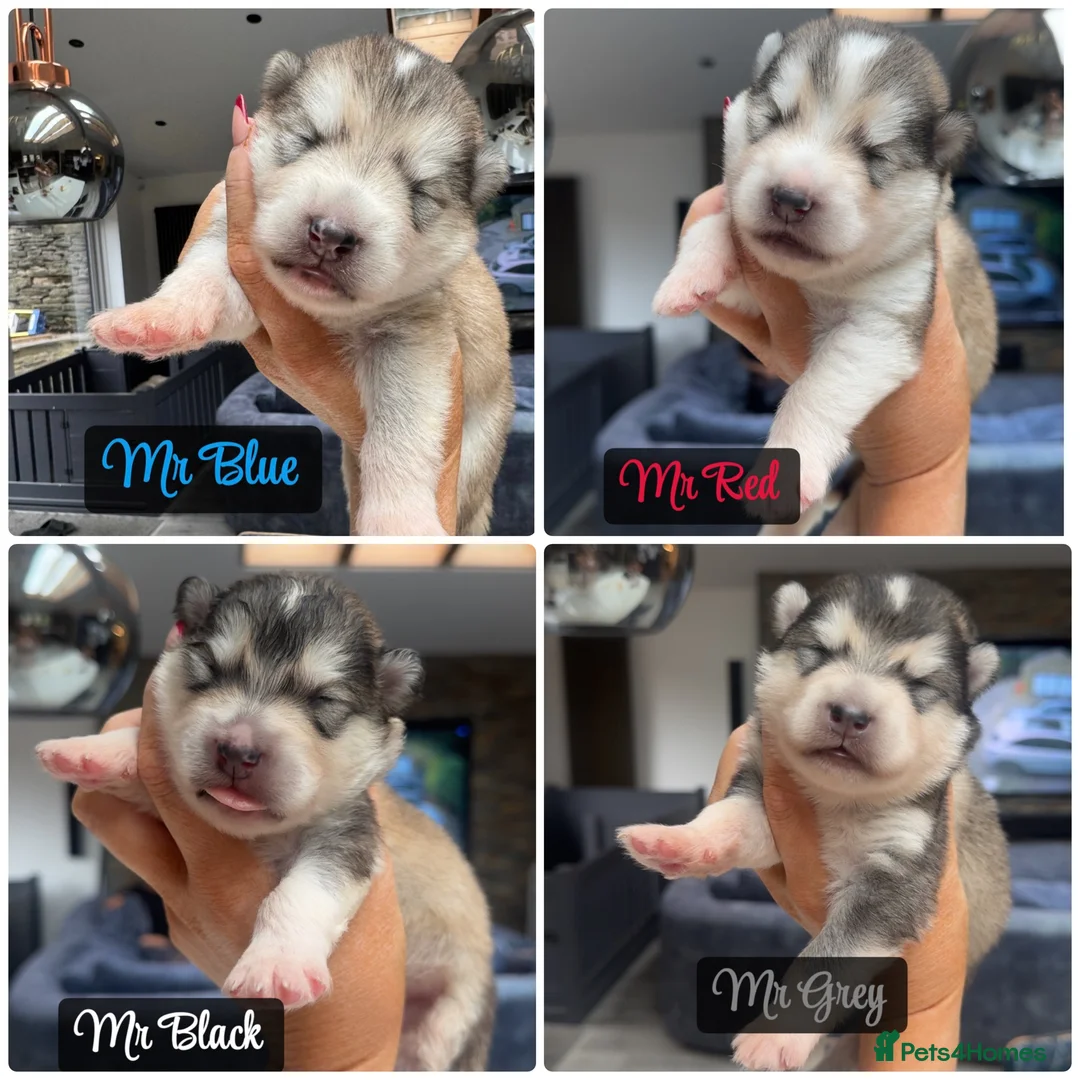 Alaskan Malamute dogs for sale: Outstanding Champion Lines KC Malamute Pups  - Advert 1