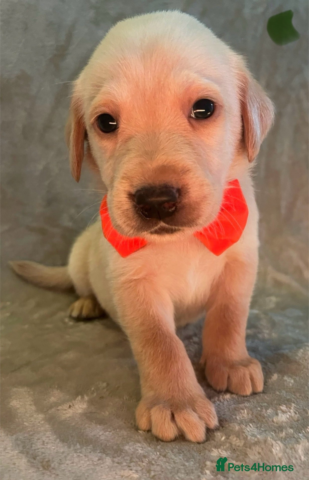 Labrador Retriever dogs *2 left*beautiful purebred Labrador Retrievers❤️ - Advert 5