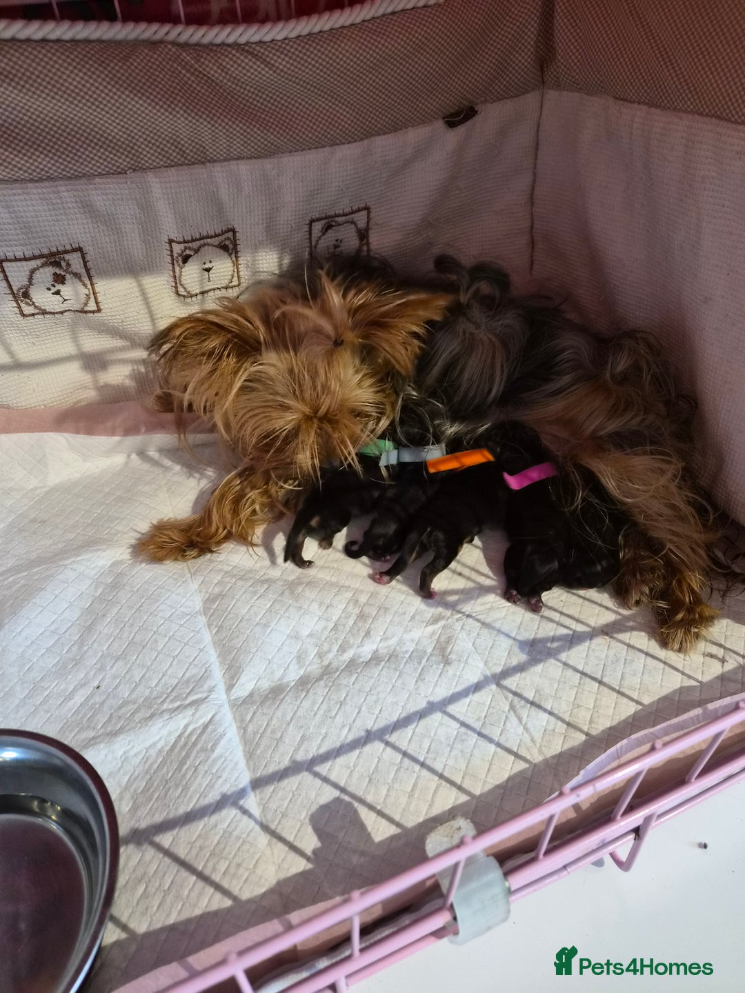 Yorkshire Terrier dogs for sale: 💝Beautiful Miniature Babies from 250g💝 - Image 36