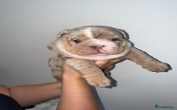 English Bulldog dogs for sale: Beautiful Lilac Tri English Bulldogs - Image 1