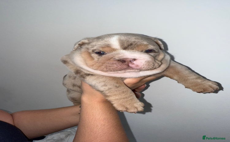 English Bulldog dogs - Advert 3