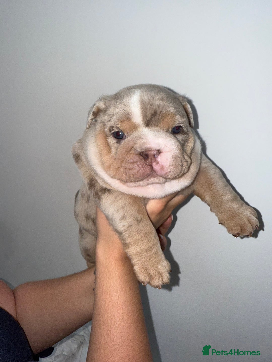 English Bulldog dogs for sale: Beautiful Lilac Tri English Bulldogs - Image 1