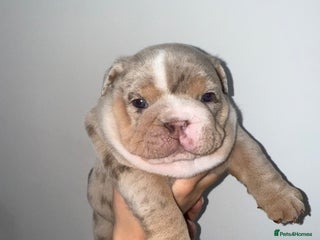 English Bulldog dogs - Advert 16