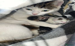 Domestic Shorthair cats for sale: Female kittens  - Image 8