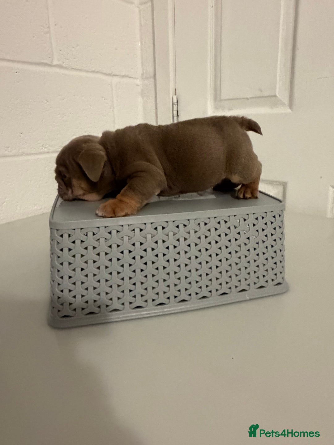 English Bulldog dogs for sale: A LITTER NOT TO BE MISSED 🔥 - Advert 14