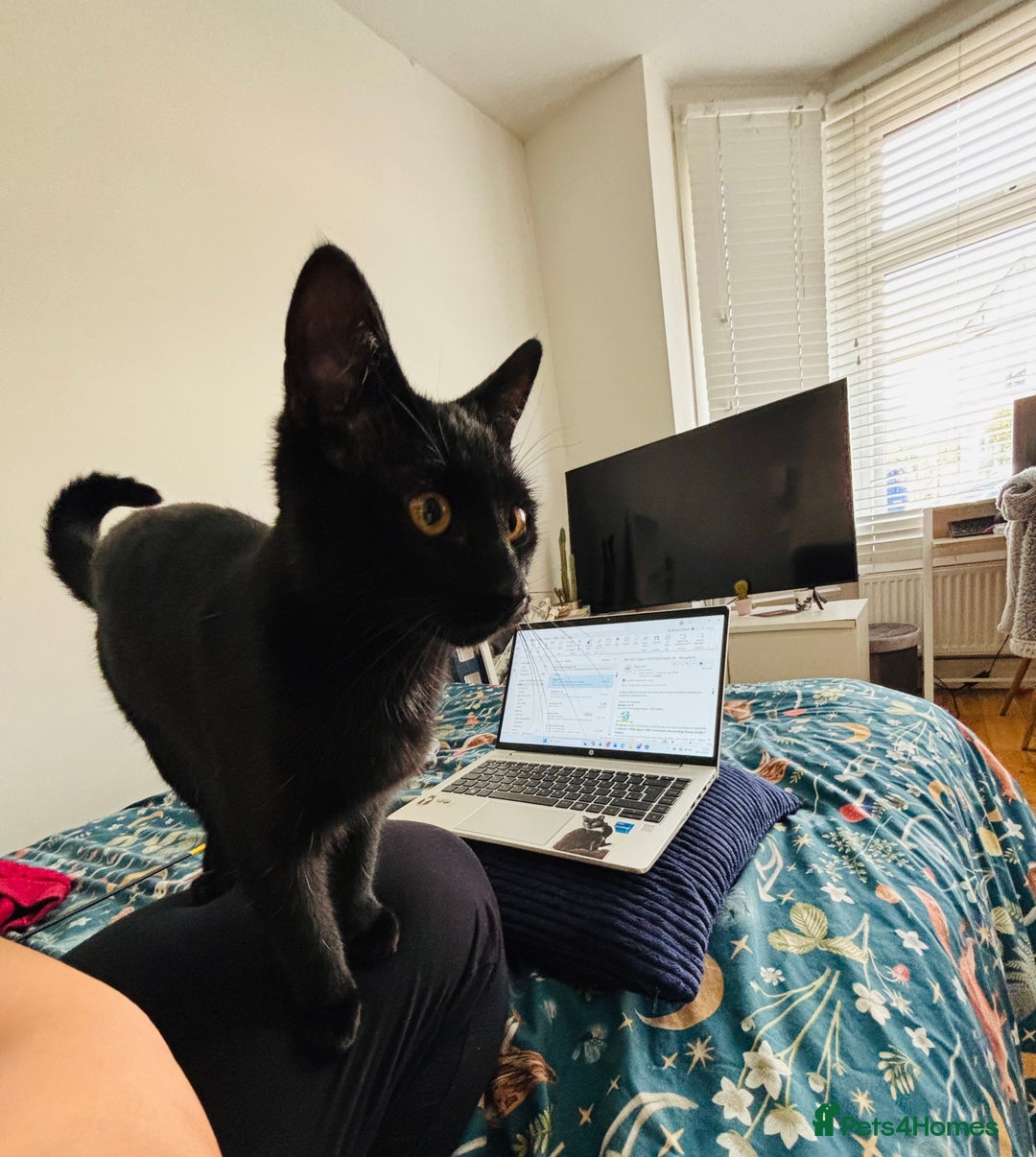 British Shorthair cats for sale: Black female kitten  - Advert 5