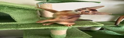 Abyssinian cats for sale: TICA 5* pedigree Abyssinian Kittens  - Advert 24