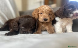 Cockapoo dogs for sale: beautiful toy cockapoo - Image 18