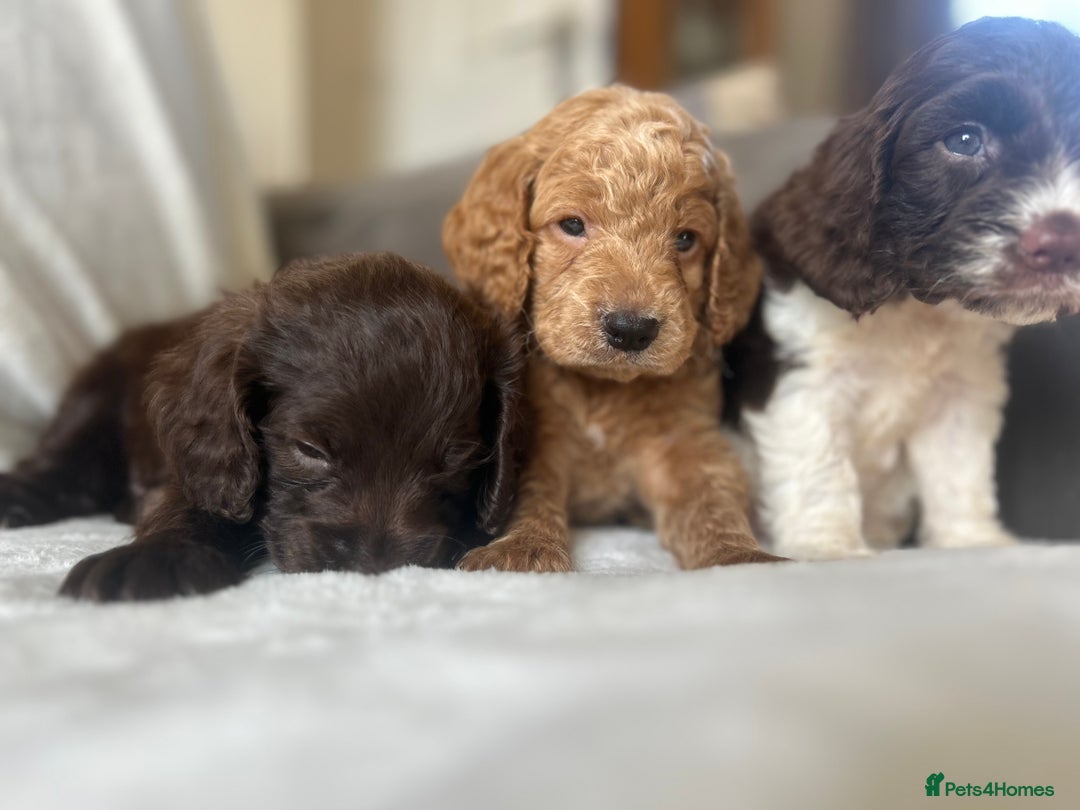 Cockapoo dogs for sale: beautiful toy cockapoo - Image 18