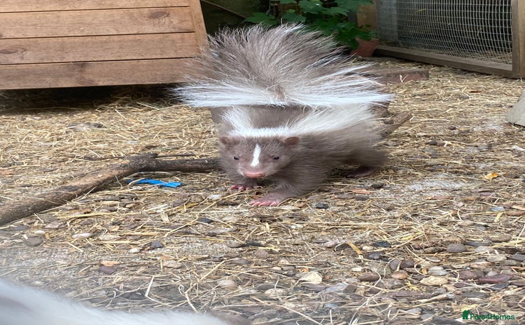 Mixed Breed rodents in Wolverhampton - Advert 4