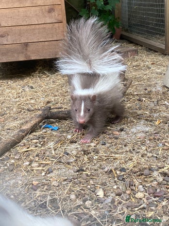 Mixed Breed rodents in Wolverhampton - Advert 19