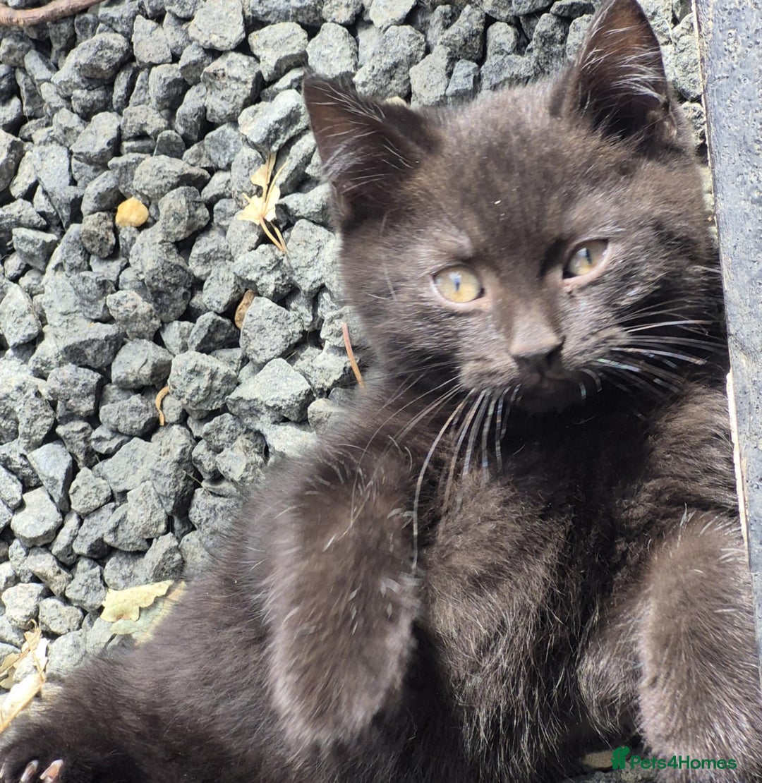 British Shorthair cats for sale: Kittens Ready Now  - Image 12