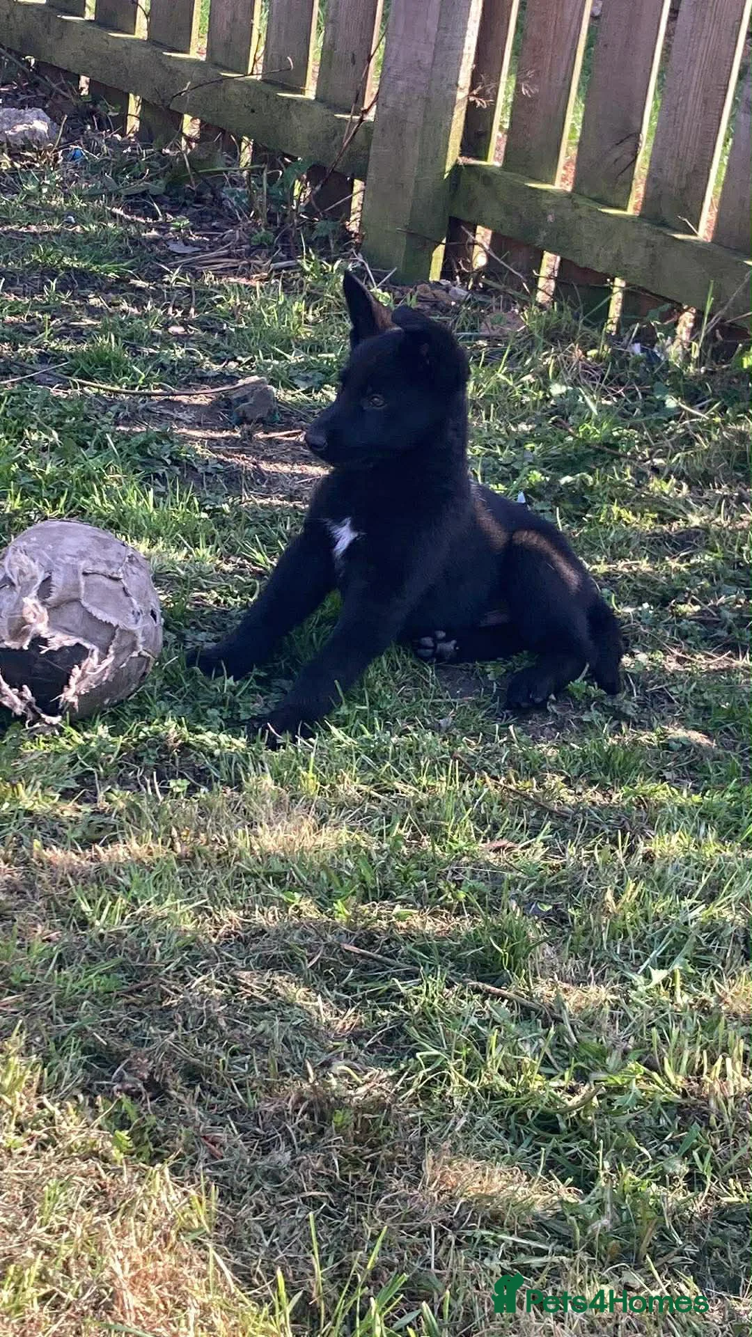 German Shepherd dogs for sale: German shepherd boy  - Advert 2