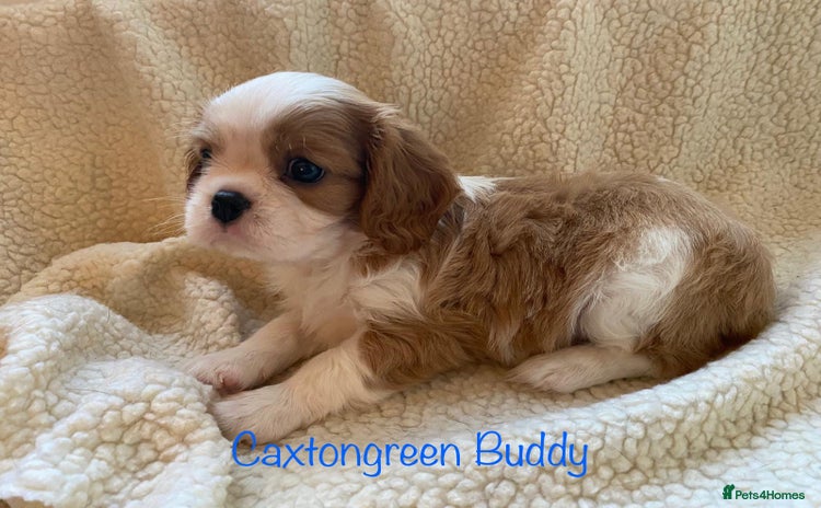 Cavalier King Charles Spaniel dogs - Advert 5