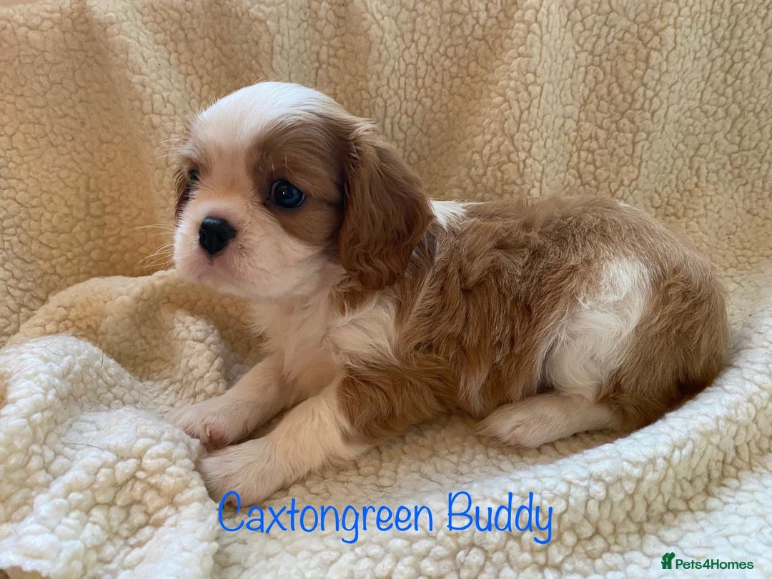 Cavalier King Charles Spaniel dogs for sale: KC Reg Cavalier King Charles Spaniel Puppies - Image 1