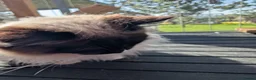Ragdoll cats for stud: Ready for Srud - Advert 5